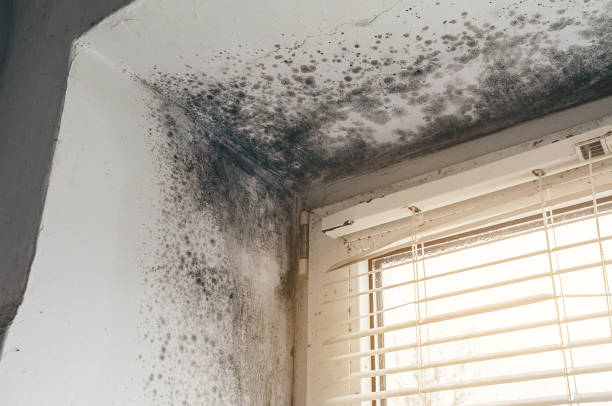 Affordable Black Mold Remediation solutions in Gardners, PA